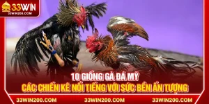 10 Giống Gà Đá Mỹ – Các Chiến Kê Nổi Tiếng Với Sức Bền Ấn Tượng